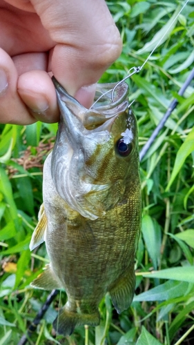 スモールマウスバスの釣果