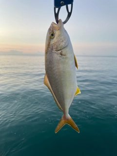 ショゴの釣果