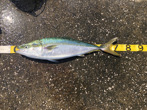 ハマチの釣果