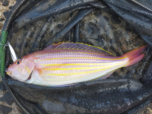 イトヨリダイの釣果