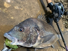 チヌの釣果