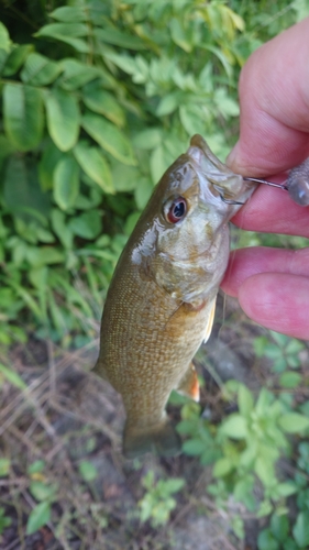 スモールマウスバスの釣果