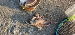 タコの釣果
