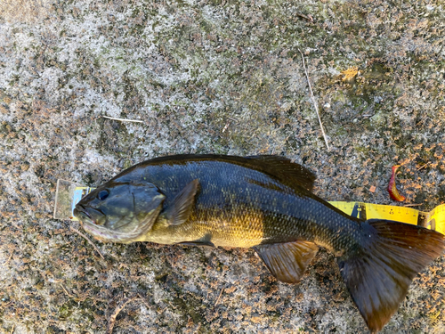 スモールマウスバスの釣果