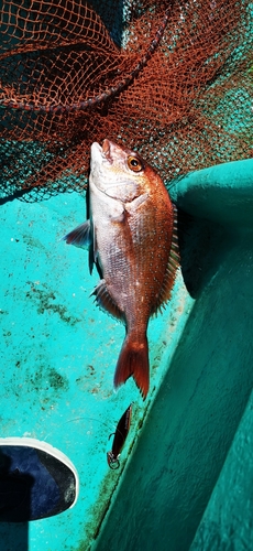 マダイの釣果