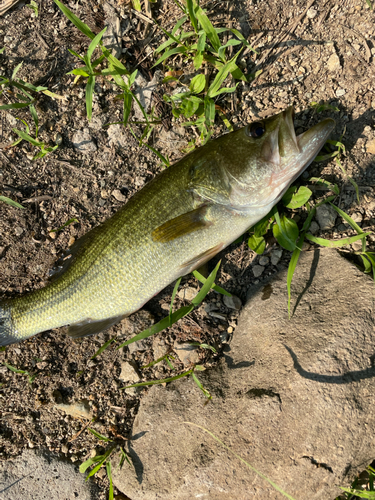 ラージマウスバスの釣果