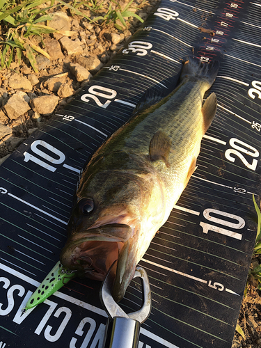 ブラックバスの釣果