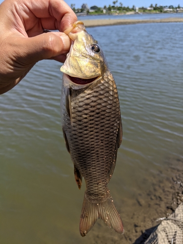 ハゼの釣果