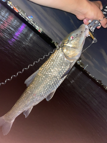 ニゴイの釣果