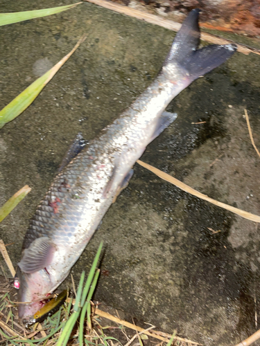 ニゴイの釣果