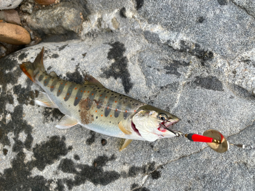 アマゴの釣果