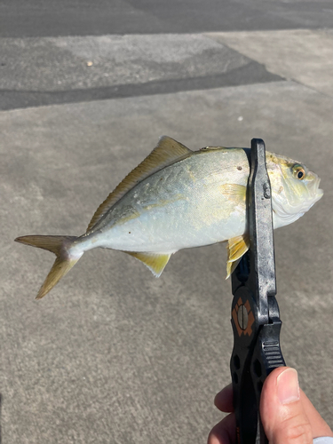 ショゴの釣果