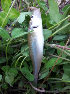 シロギスの釣果