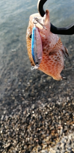 オオモンハタの釣果