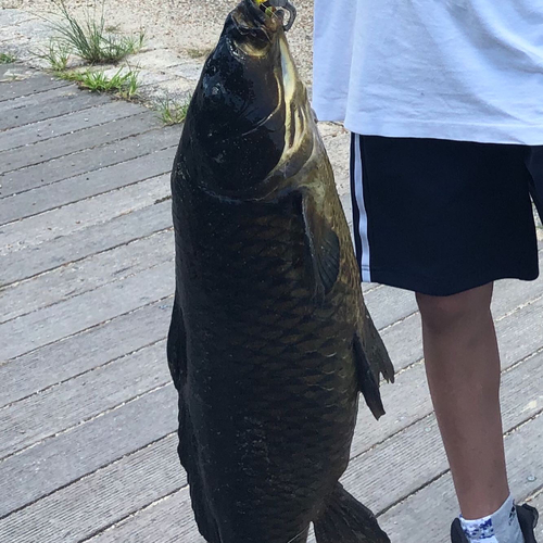 コイの釣果