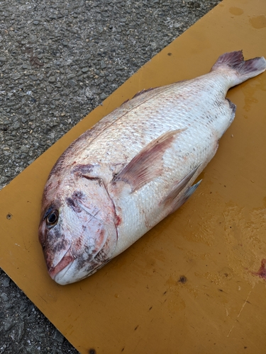 タイの釣果