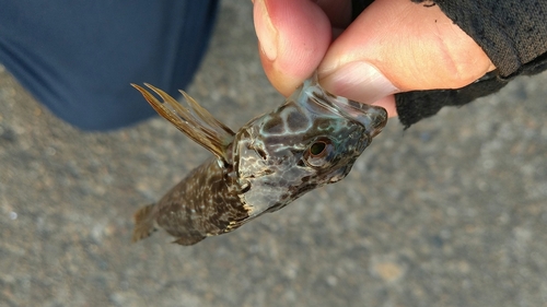 アナハゼの釣果