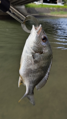 キビレの釣果