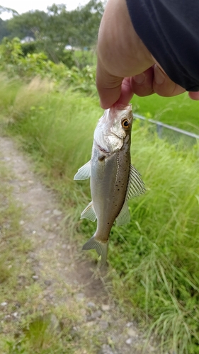 セイゴ（マルスズキ）の釣果