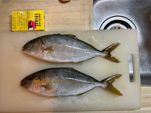 ショゴの釣果