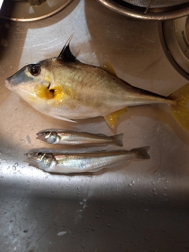 キスの釣果