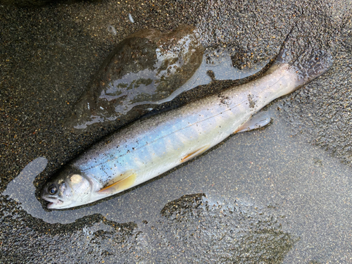 オショロコマの釣果