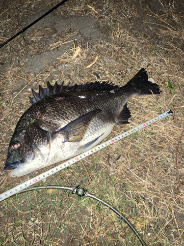 チヌの釣果