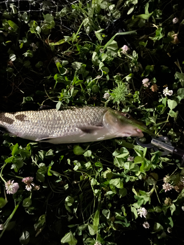 ニゴイの釣果