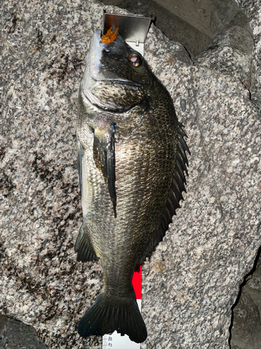 クロダイの釣果