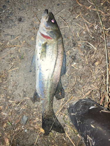 セイゴ（マルスズキ）の釣果