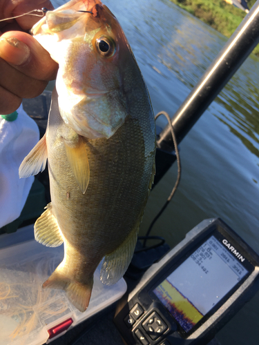 スモールマウスバスの釣果