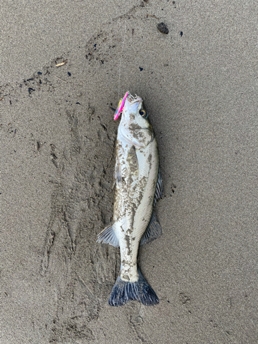 セイゴ（マルスズキ）の釣果