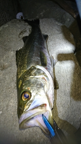 セイゴ（マルスズキ）の釣果