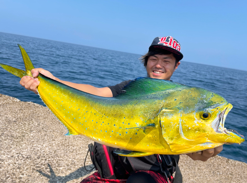 シイラの釣果