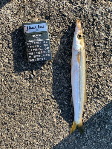 カマスの釣果