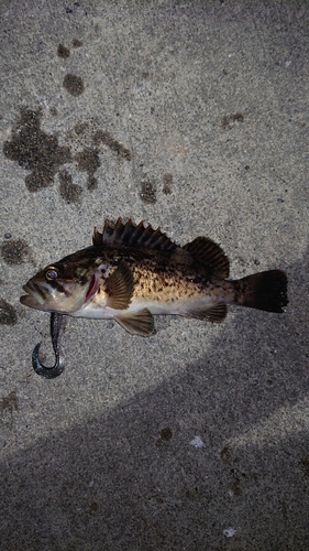 クロソイの釣果