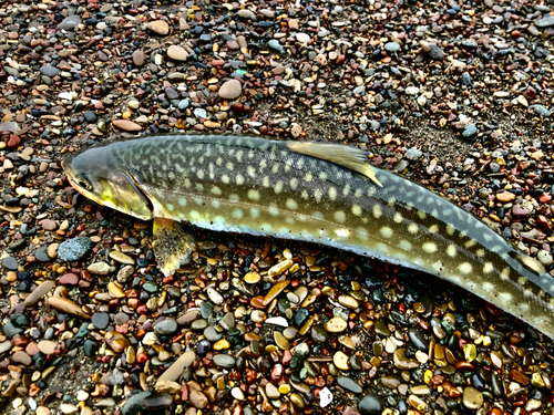 アメマスの釣果