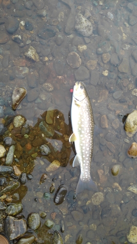 アメマスの釣果