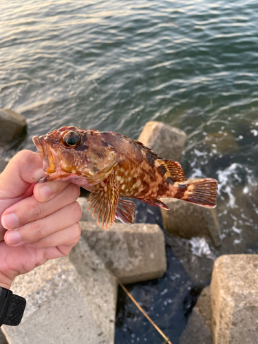 カサゴの釣果