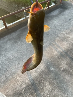 ナマズの釣果