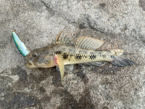 ウロハゼの釣果