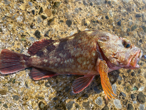 カサゴの釣果