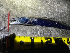 タチウオの釣果