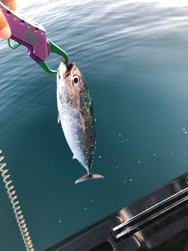 ソウダガツオの釣果