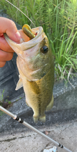 ブラックバスの釣果