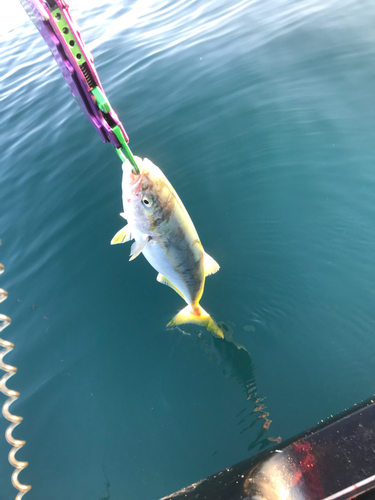 ワカシの釣果