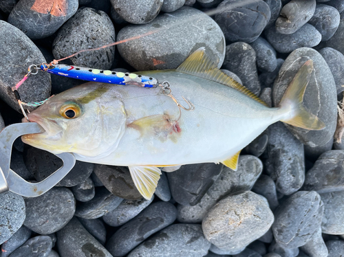 ショゴの釣果