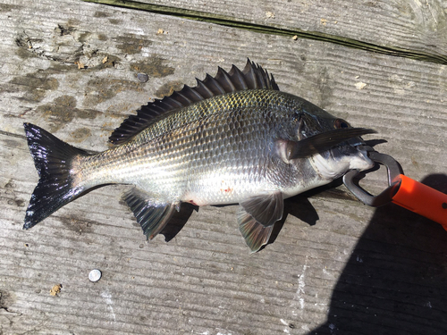 チヌの釣果