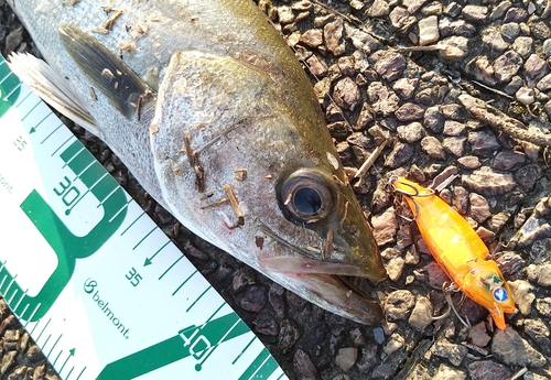 シーバスの釣果