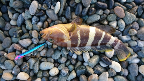 アオハタの釣果